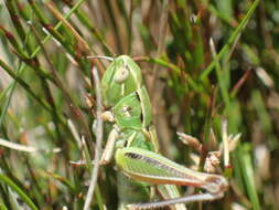 Image de Kosciuscola tasmanicus Rehn & J. A. G. 1957