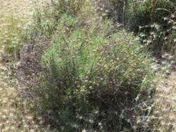 Image of Shrubby Plantain