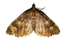 Image of Asaphodes limonodes