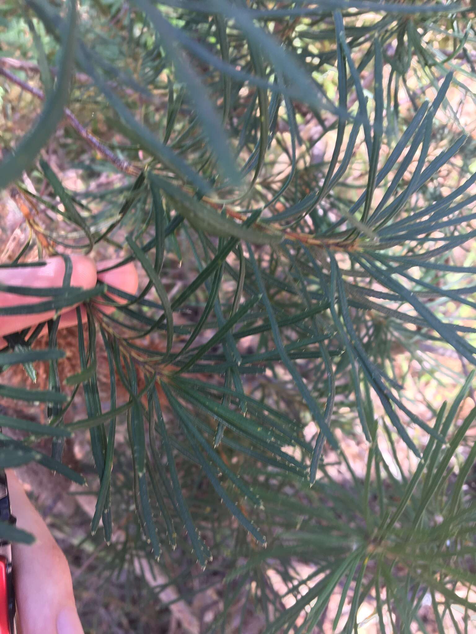 Image of hairpin banksia