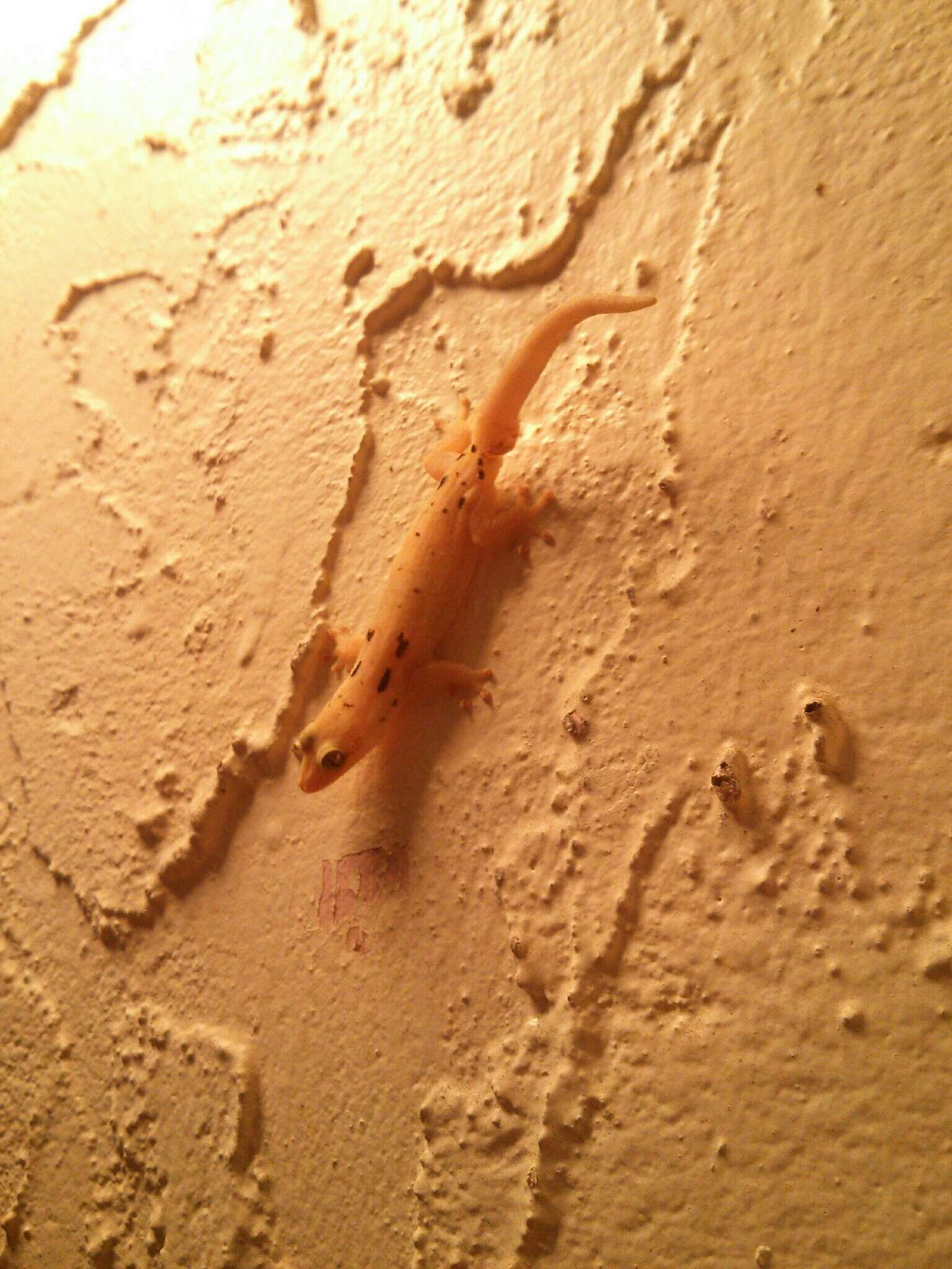 Image of Common Smooth-Scaled Gecko