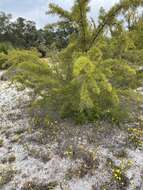 Image of Hakea varia R. Br.