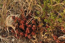 Image of Sedum stahlii Solms