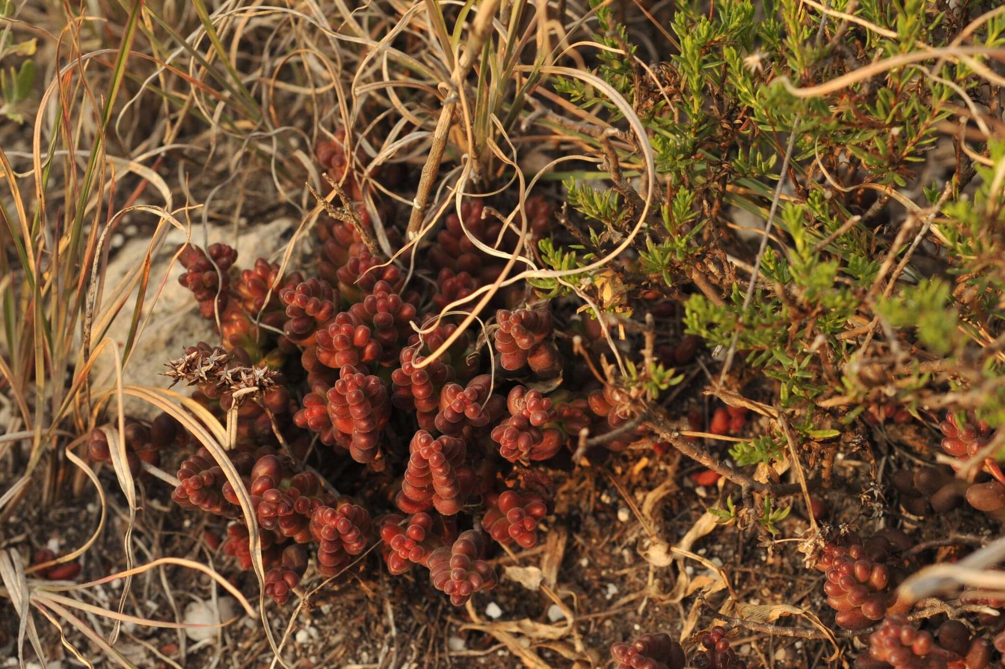 Image of Sedum stahlii Solms