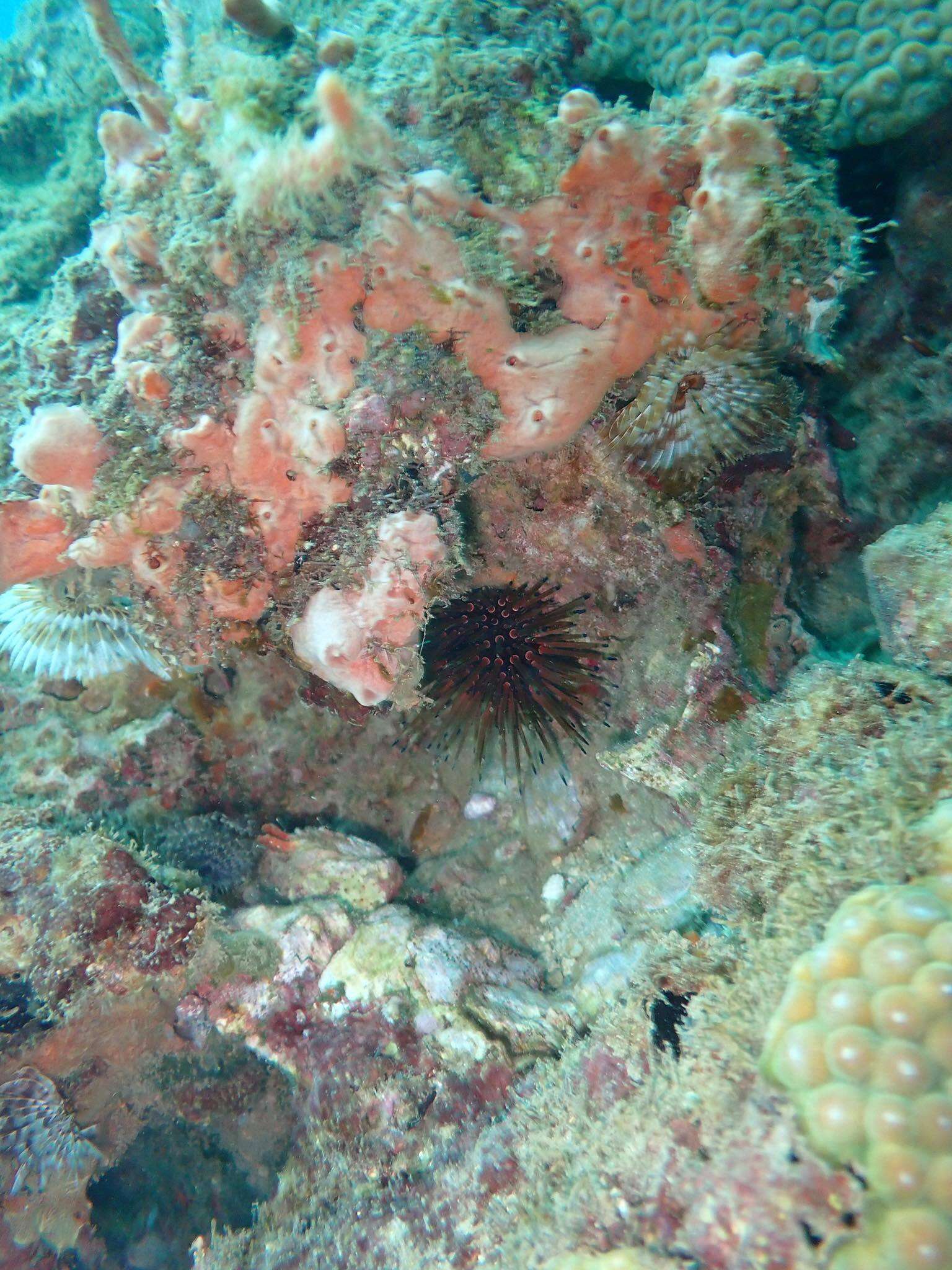 Image of reef urchin