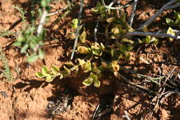 Image of Mesembryanthemum haeckelianum Berger