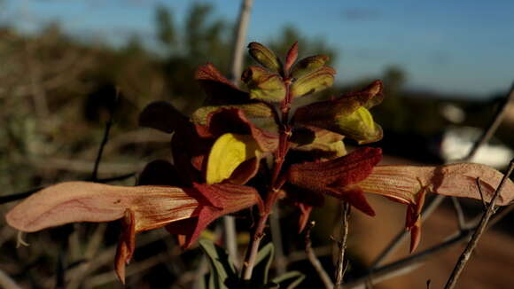 Image of Salvia lanceolata Lam.