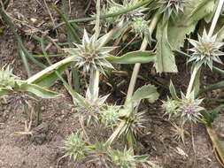 Image of coastal eryngo