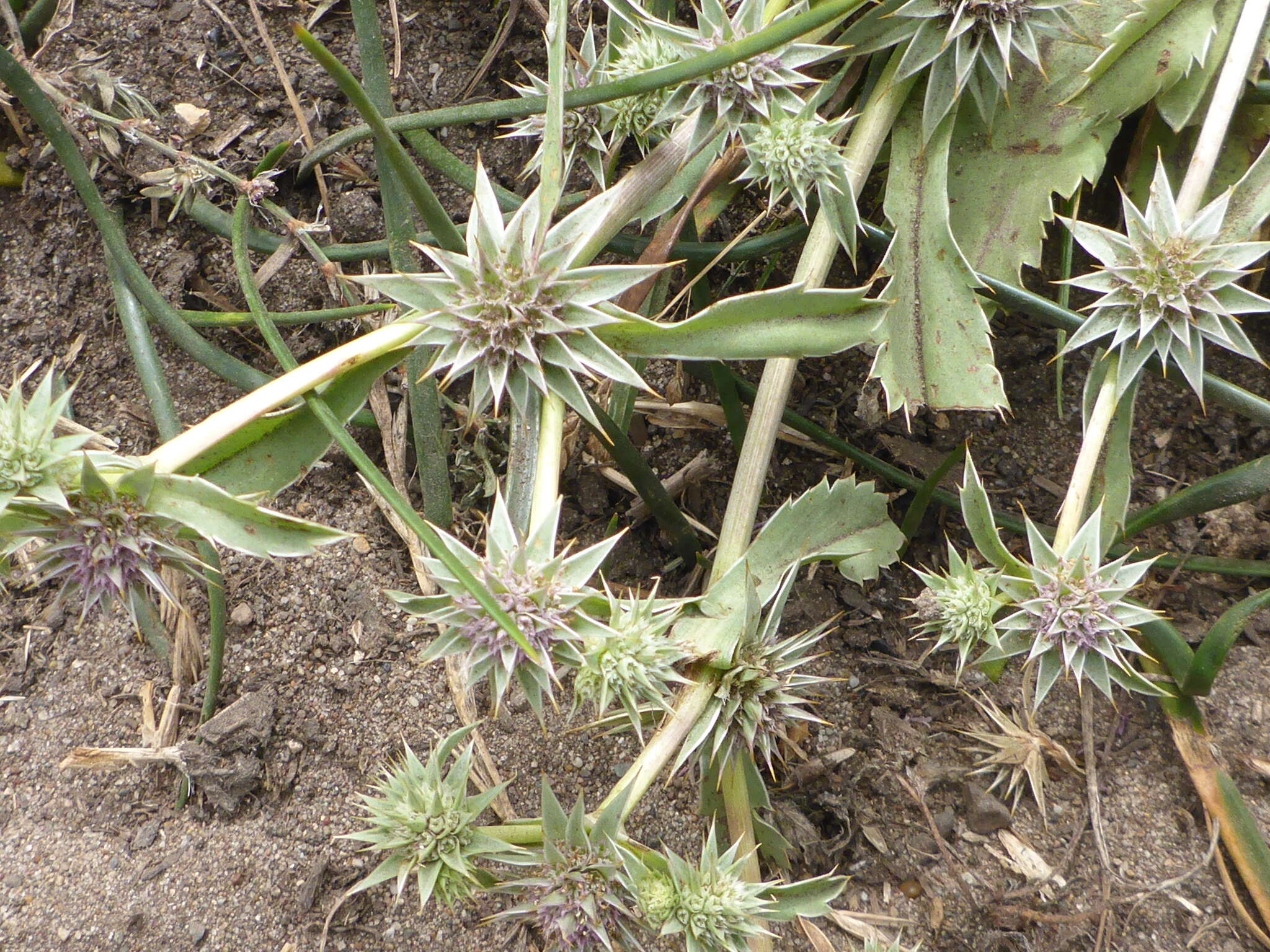 Image of coastal eryngo