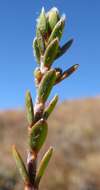 Image of Pimelea oreophila subsp. lepta C. J. Burrows