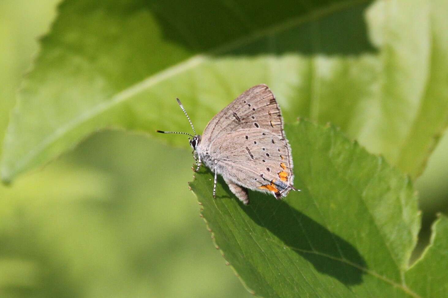 صورة Satyrium acadica (Edwards 1862)