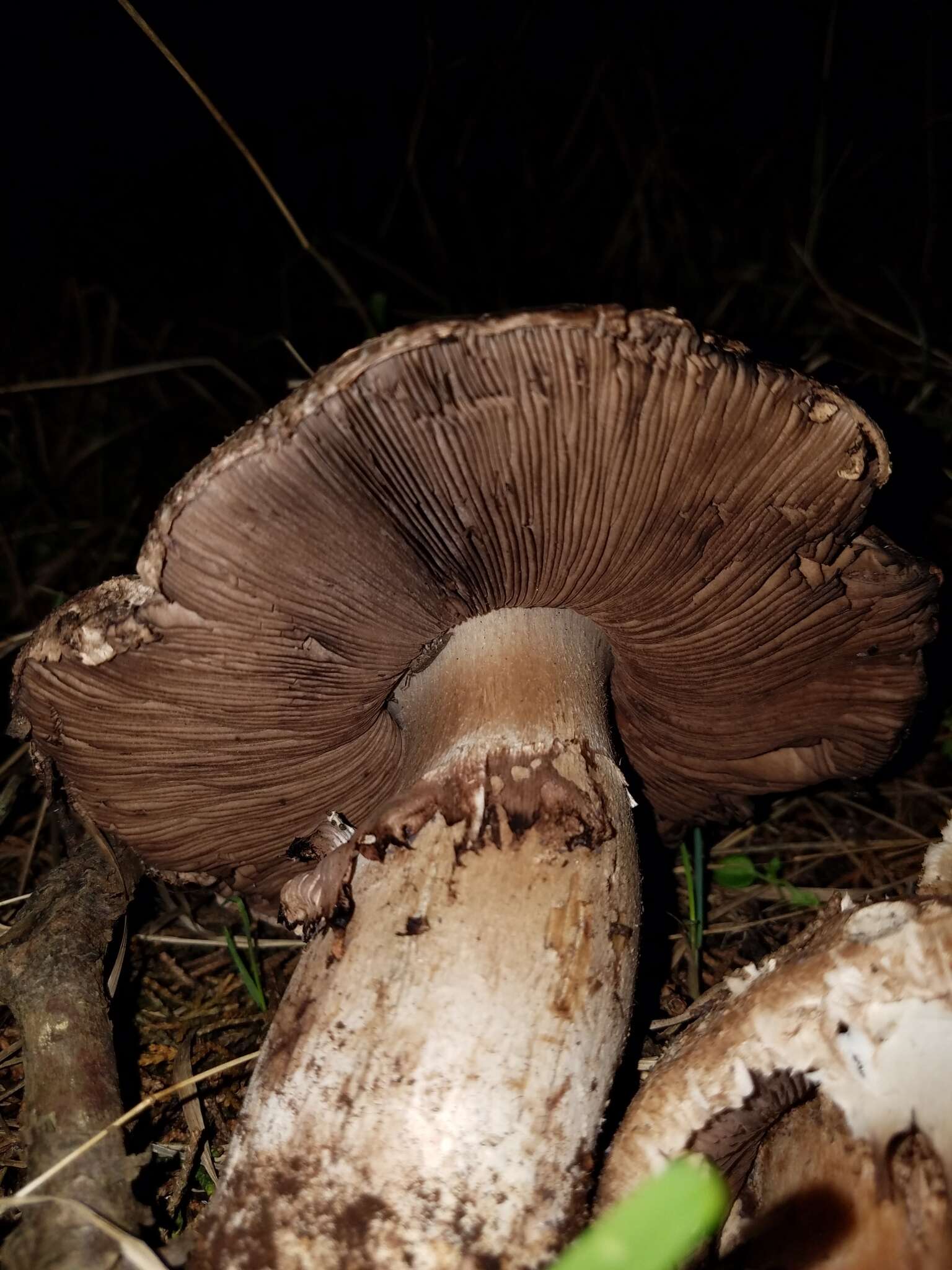 Image of Agaricus pattersoniae Peck 1907