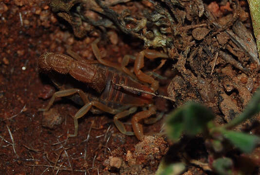 Sivun Parabuthus capensis (Ehrenberg 1831) kuva