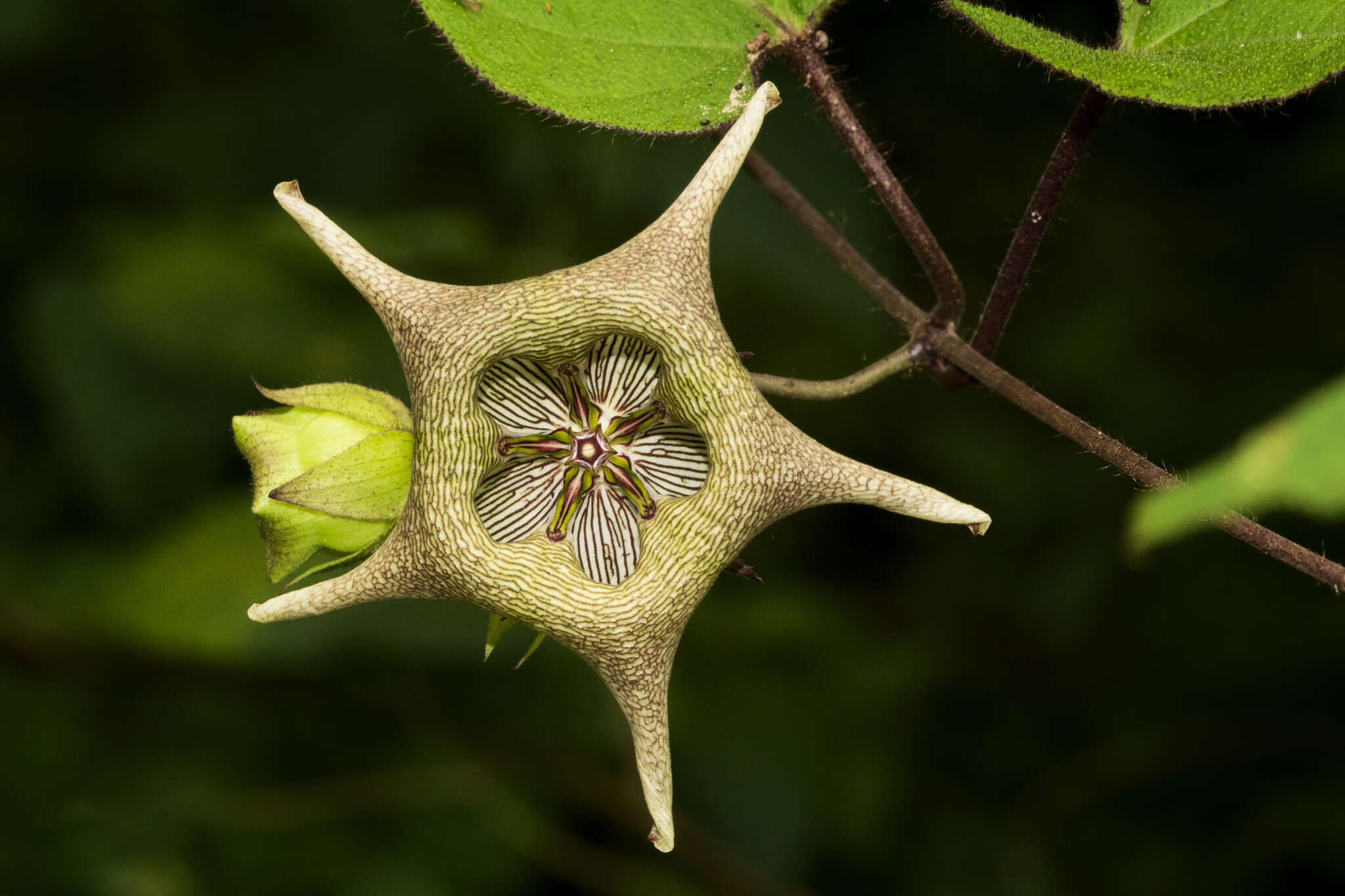 Image of Dictyanthus pavonii Decne.