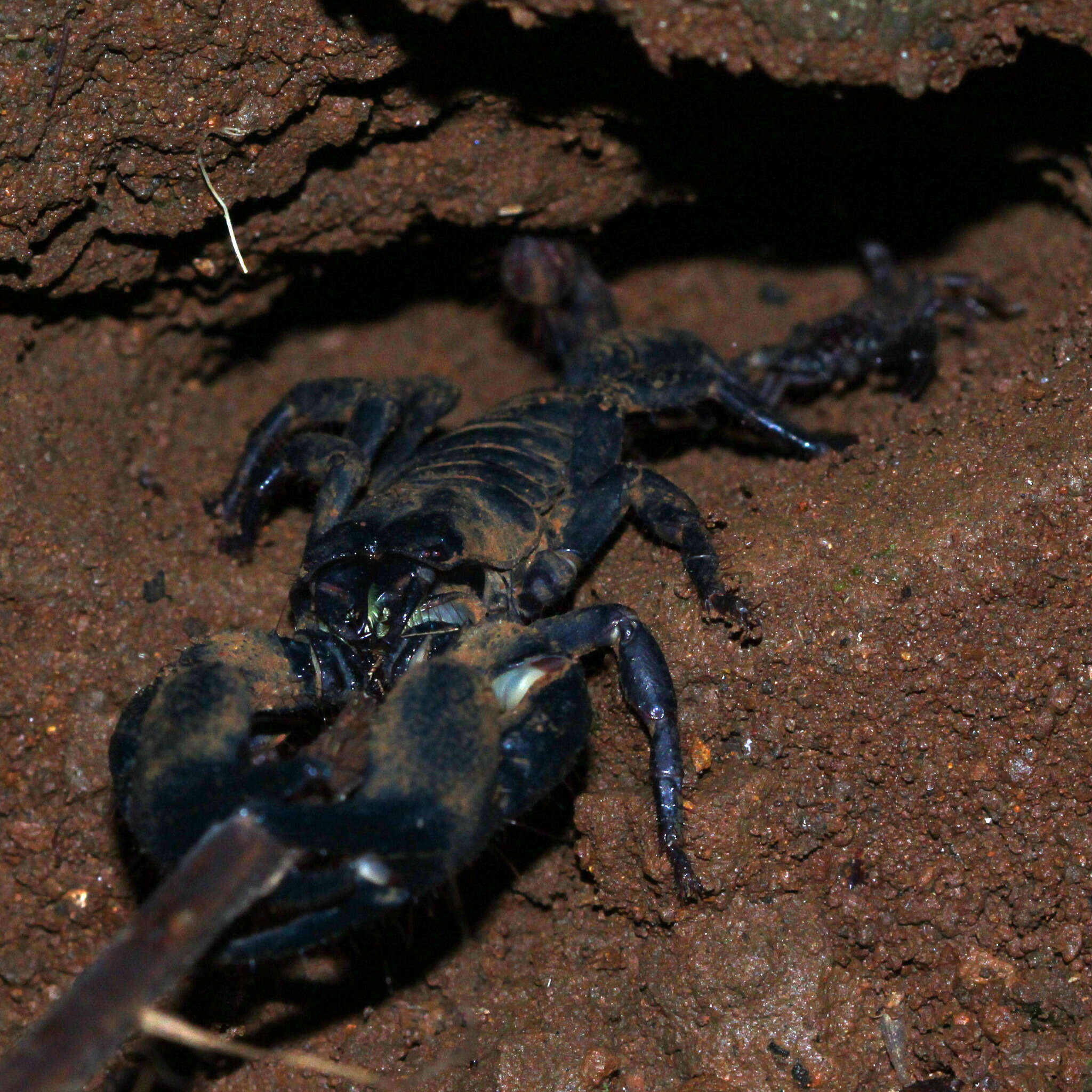 Javanimetrus cyaneus (C. L. Koch 1836) resmi