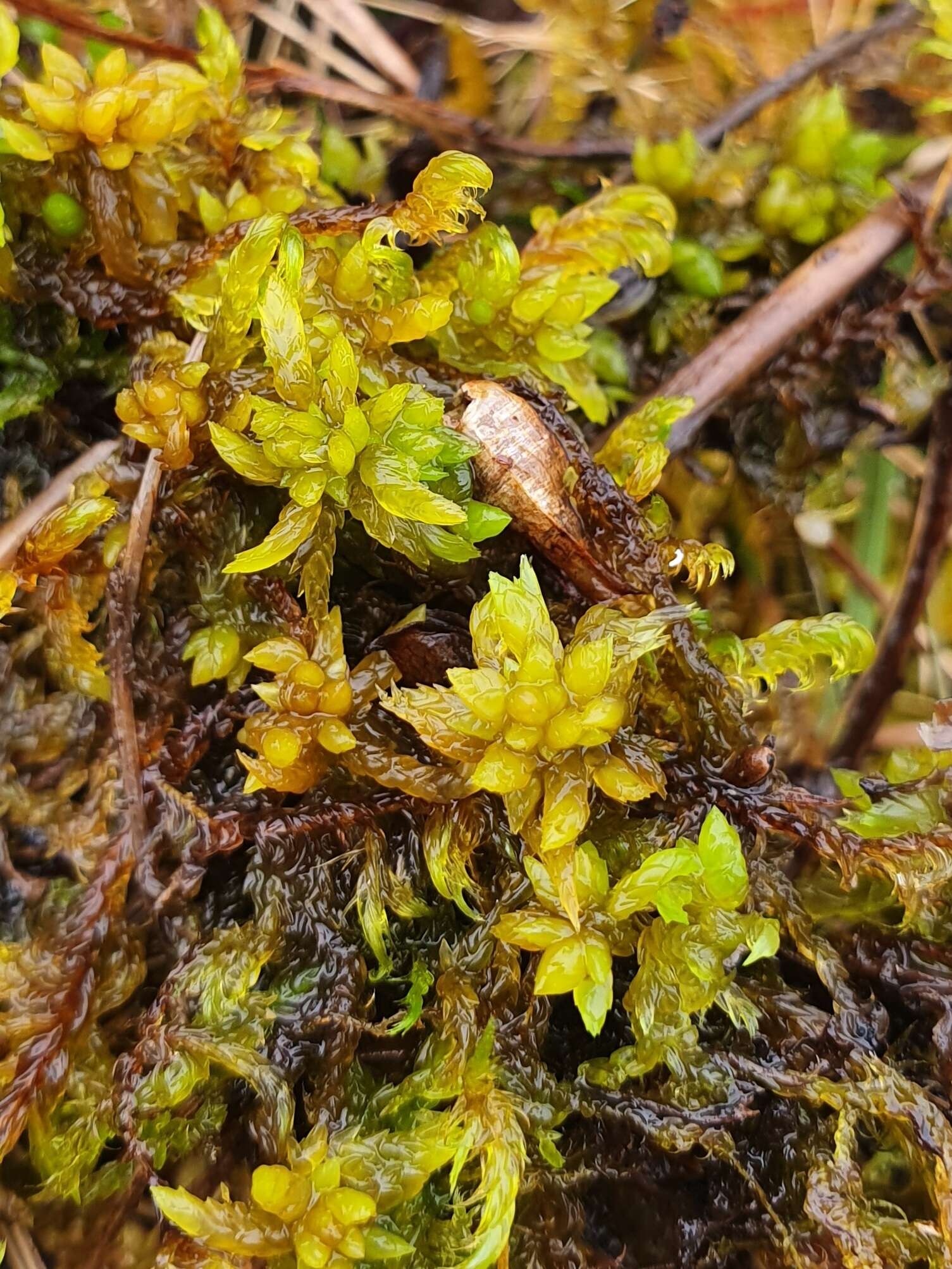 Sphagnum platyphyllum Warnstorf 1884的圖片