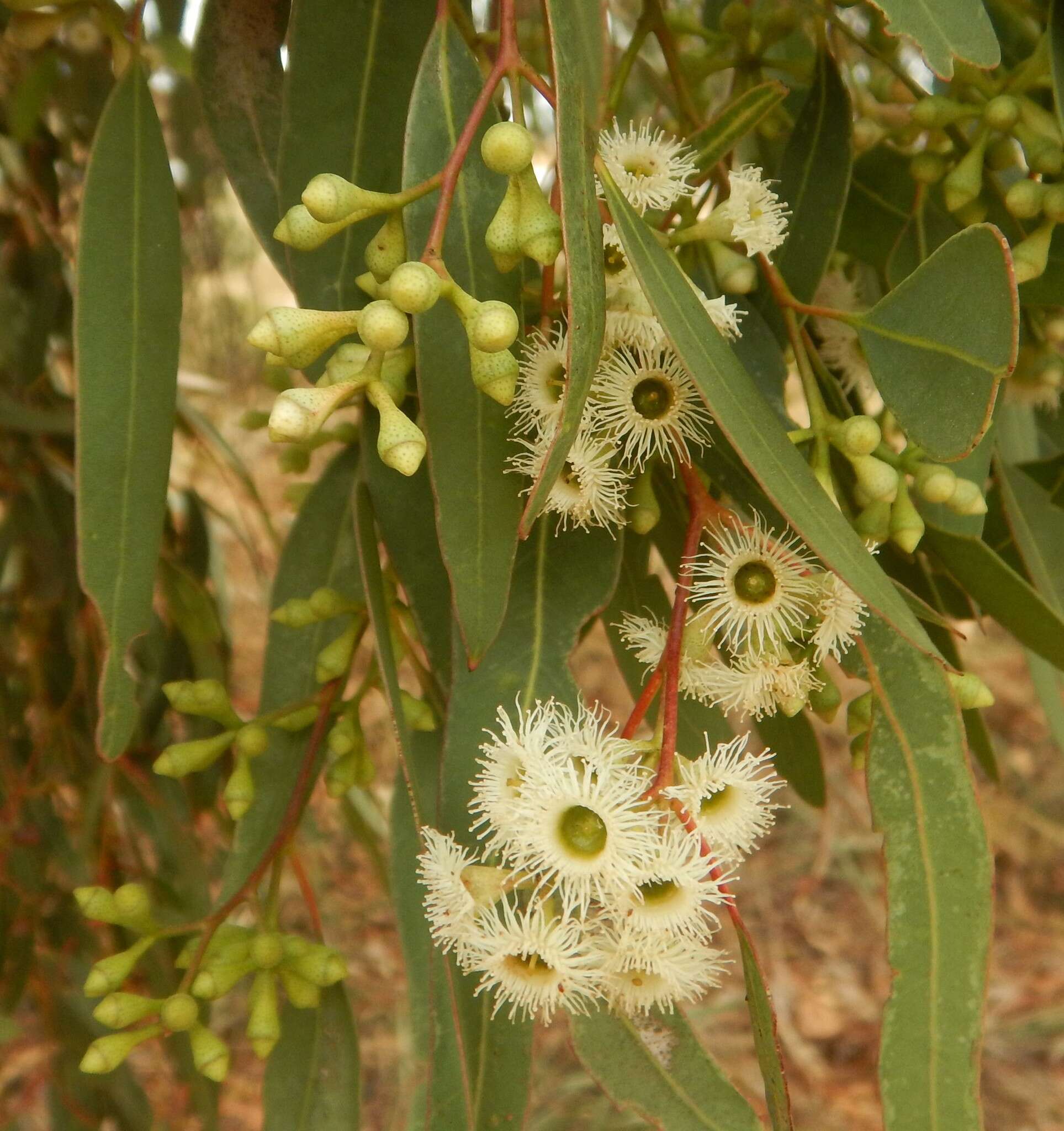 Image of Eucalyptus fasciculosa F. Müll.