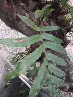 Image of basket fern