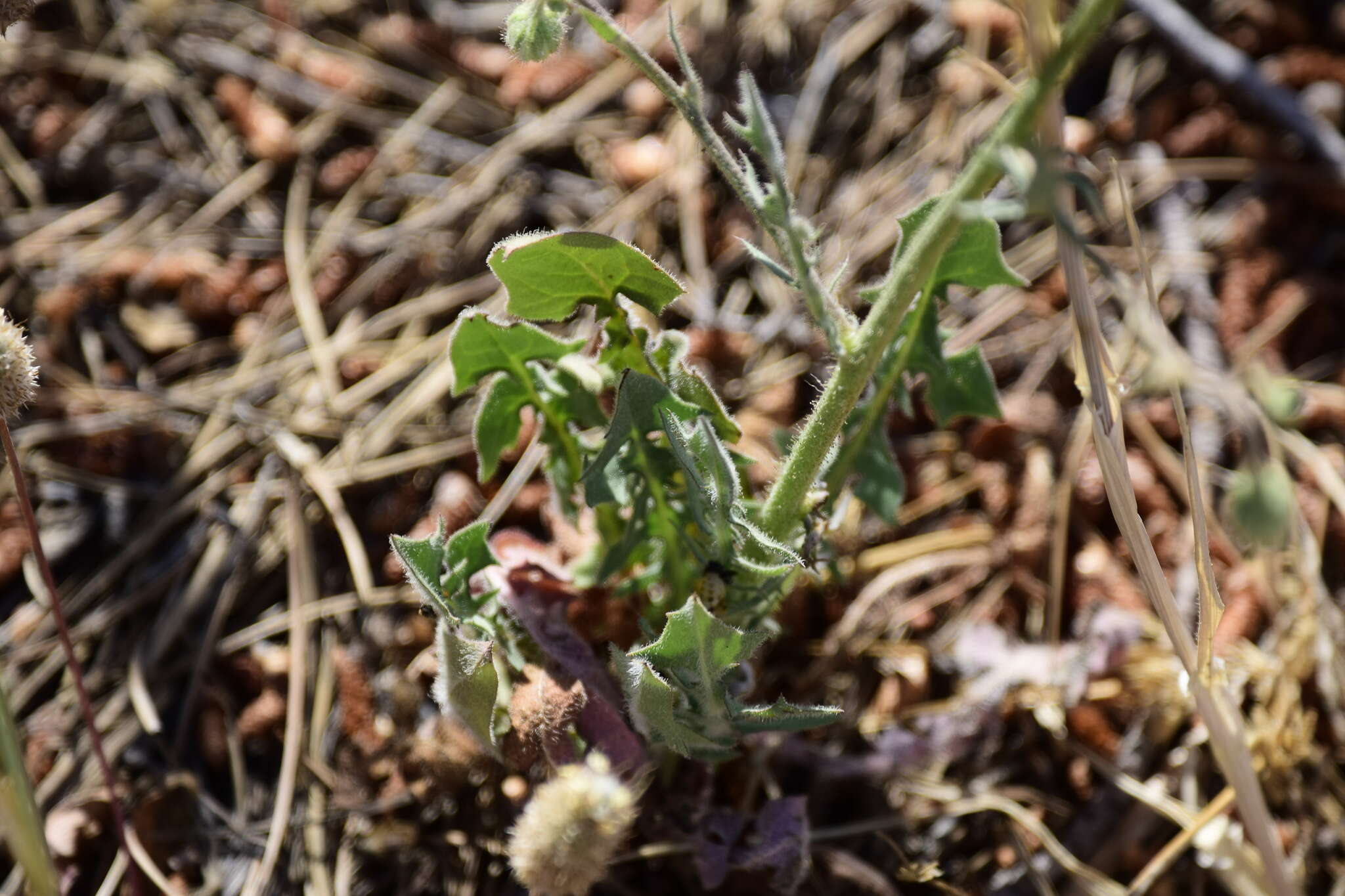 Image of Crepis micrantha Czer.