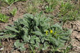 Imagem de Astragalus chlorodontus Bunge