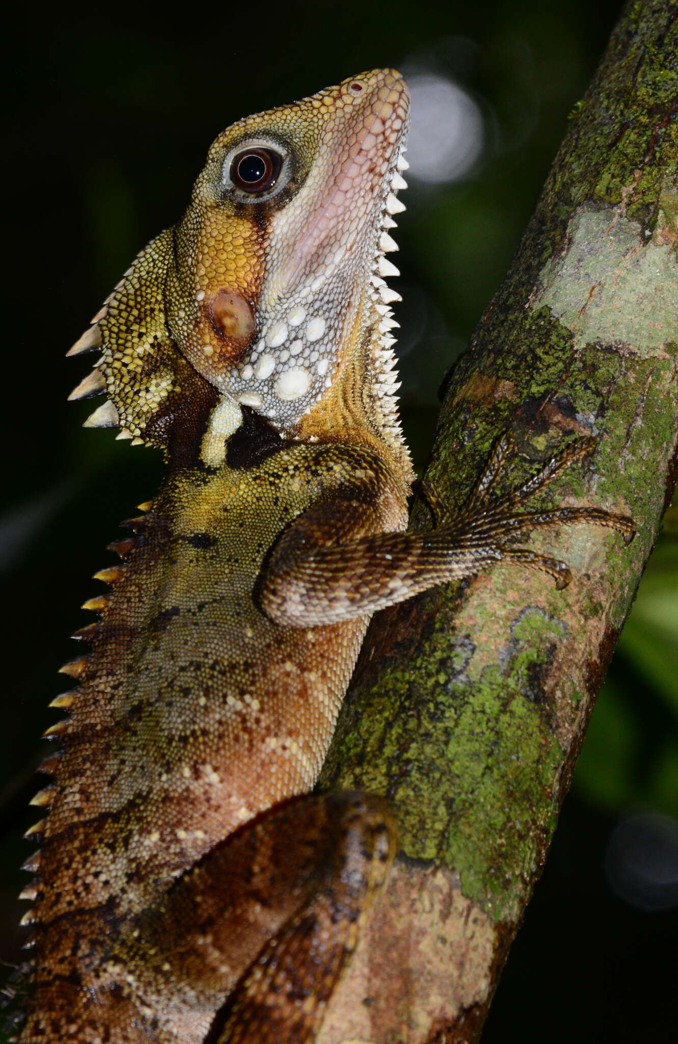 Image of Lophosaurus boydii (Macleay 1884)