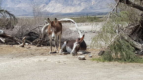 Image of Ass -- Feral donkey