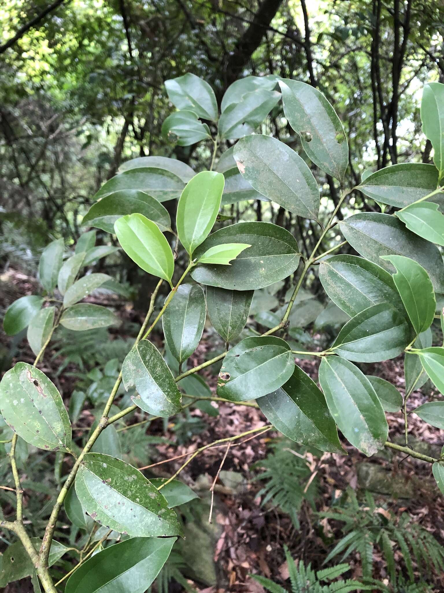 Image de Cinnamomum osmophloeum Kaneh.