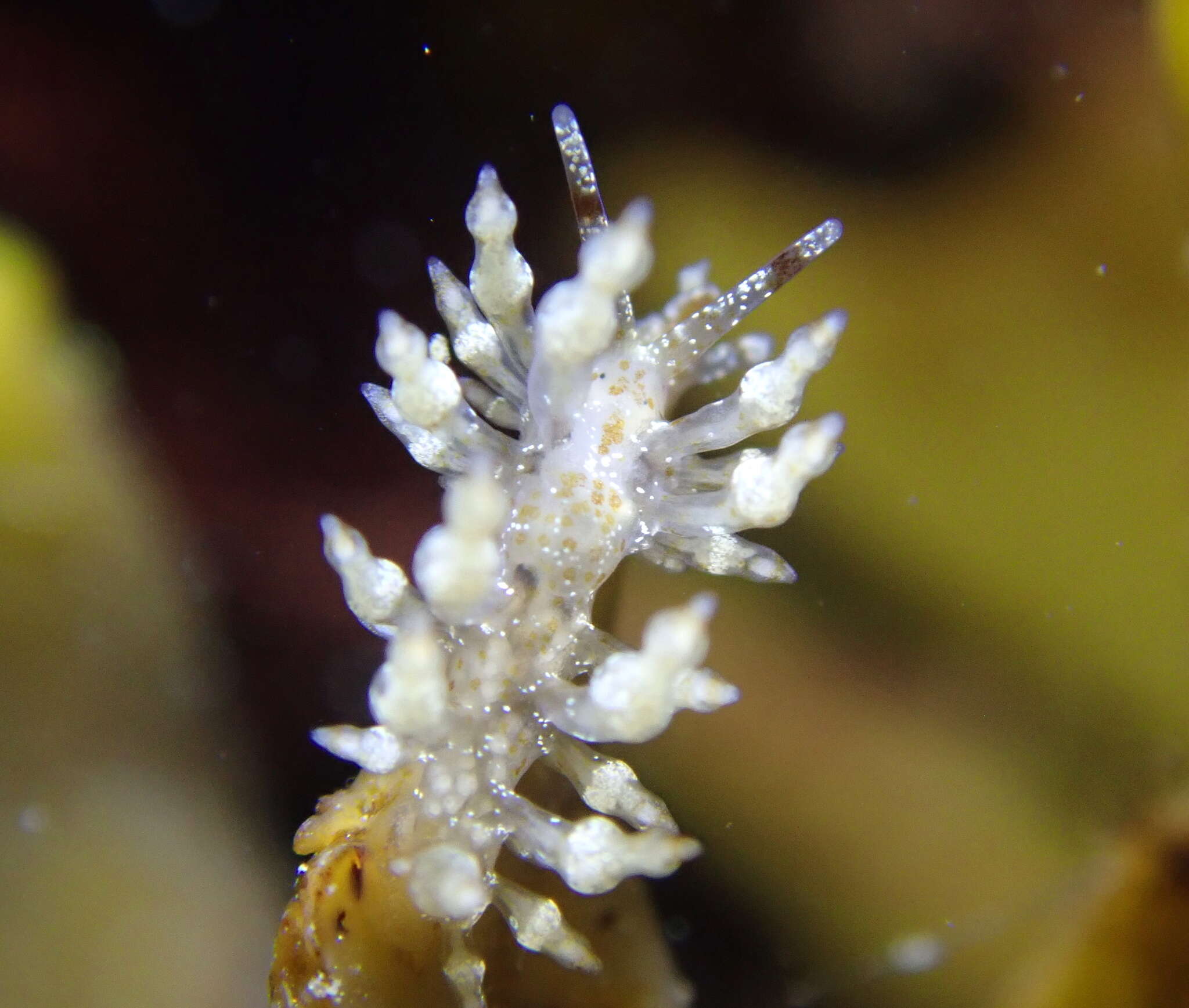 Image of Eubranchus olivaceus (O'Donoghue 1922)