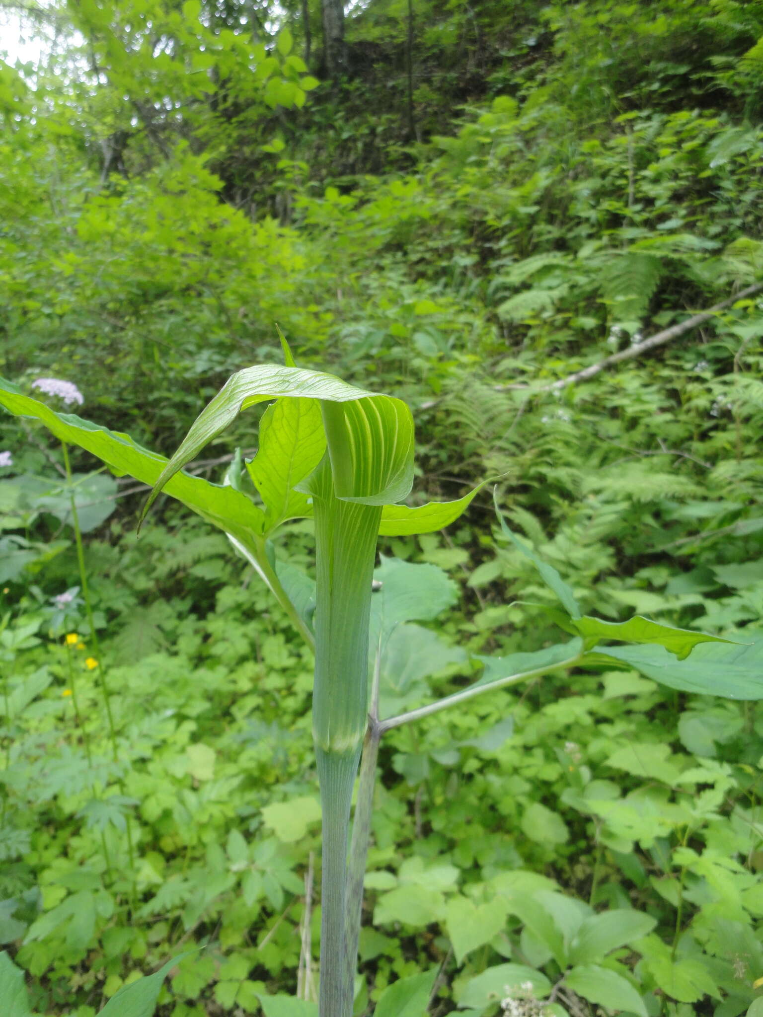 Arisaema serratum var. serratum的圖片