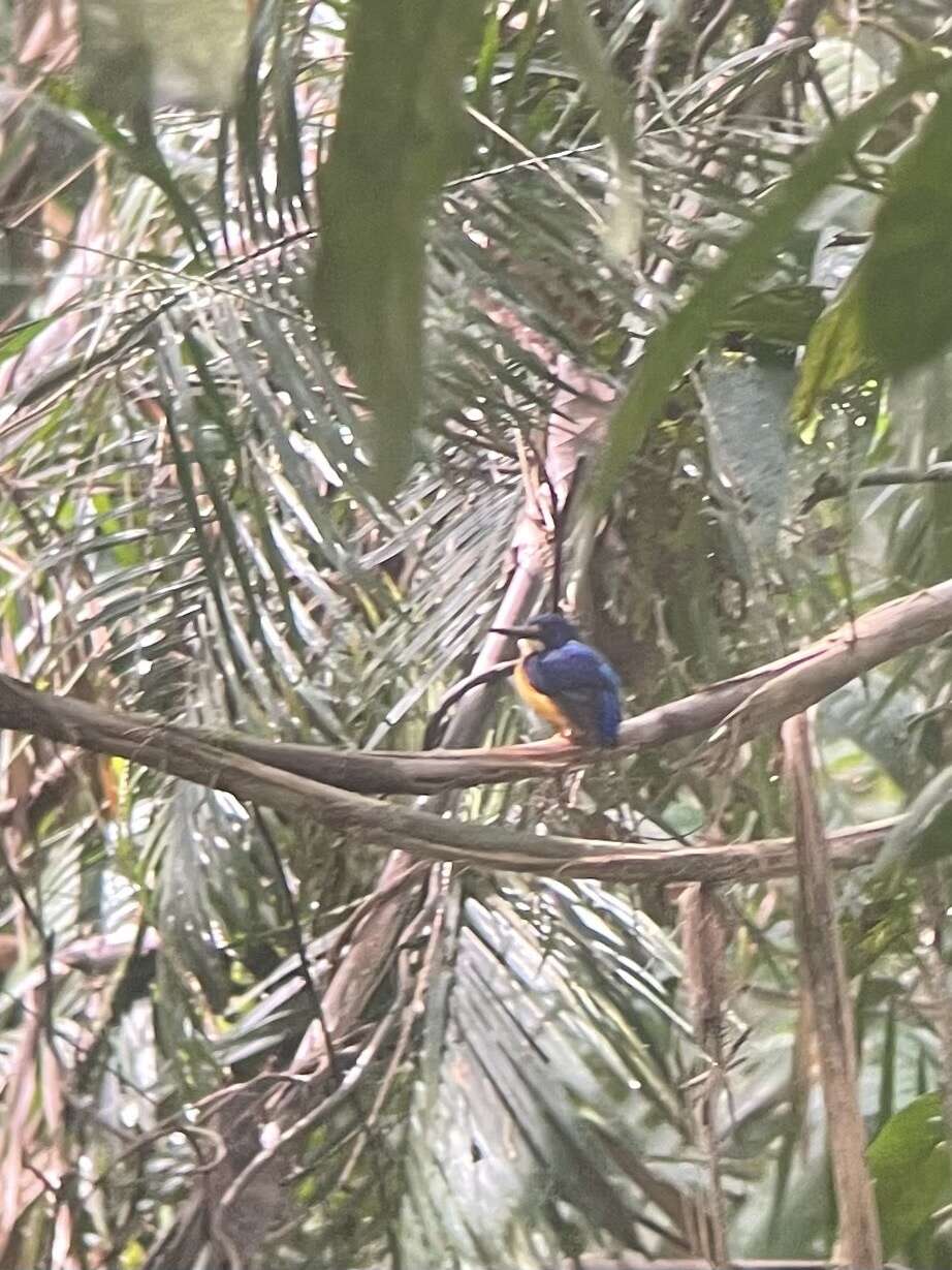 Image of Papuan Dwarf Kingfisher