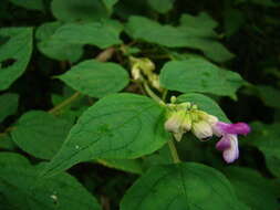 Image of Salvia arenaria A. St.-Hil. ex Benth.