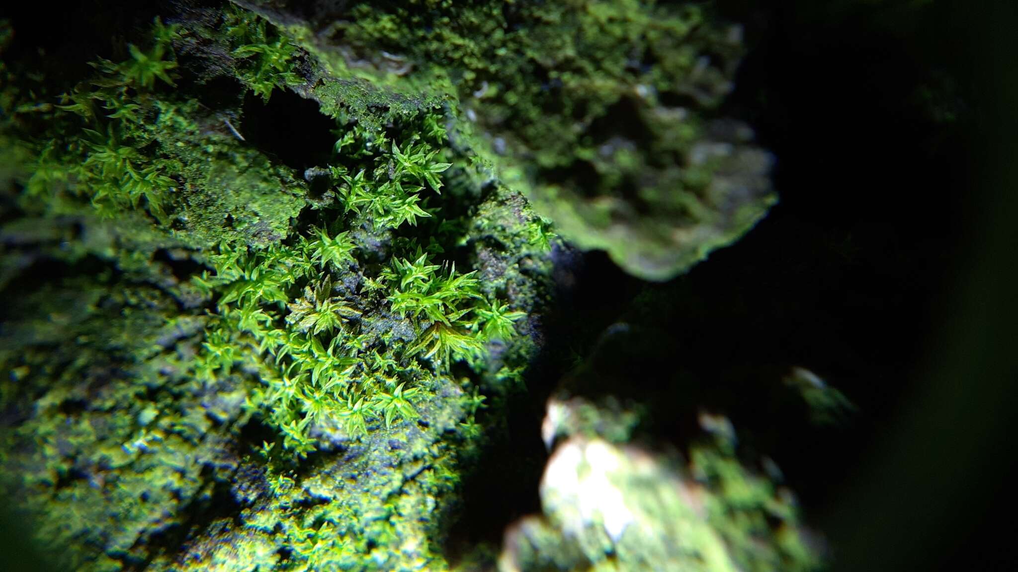 Image of zygodon moss