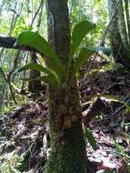 Image of Bulbophyllum occlusum Ridl.