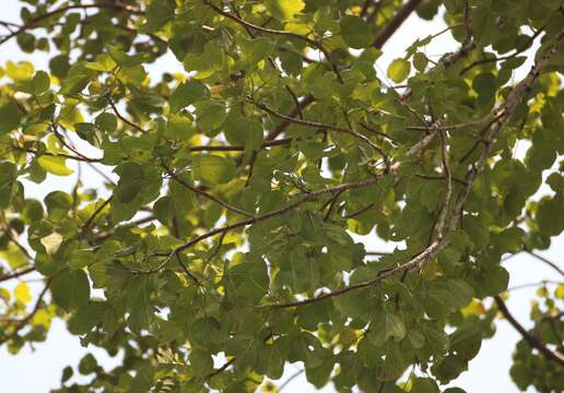 Image of Tetrameles