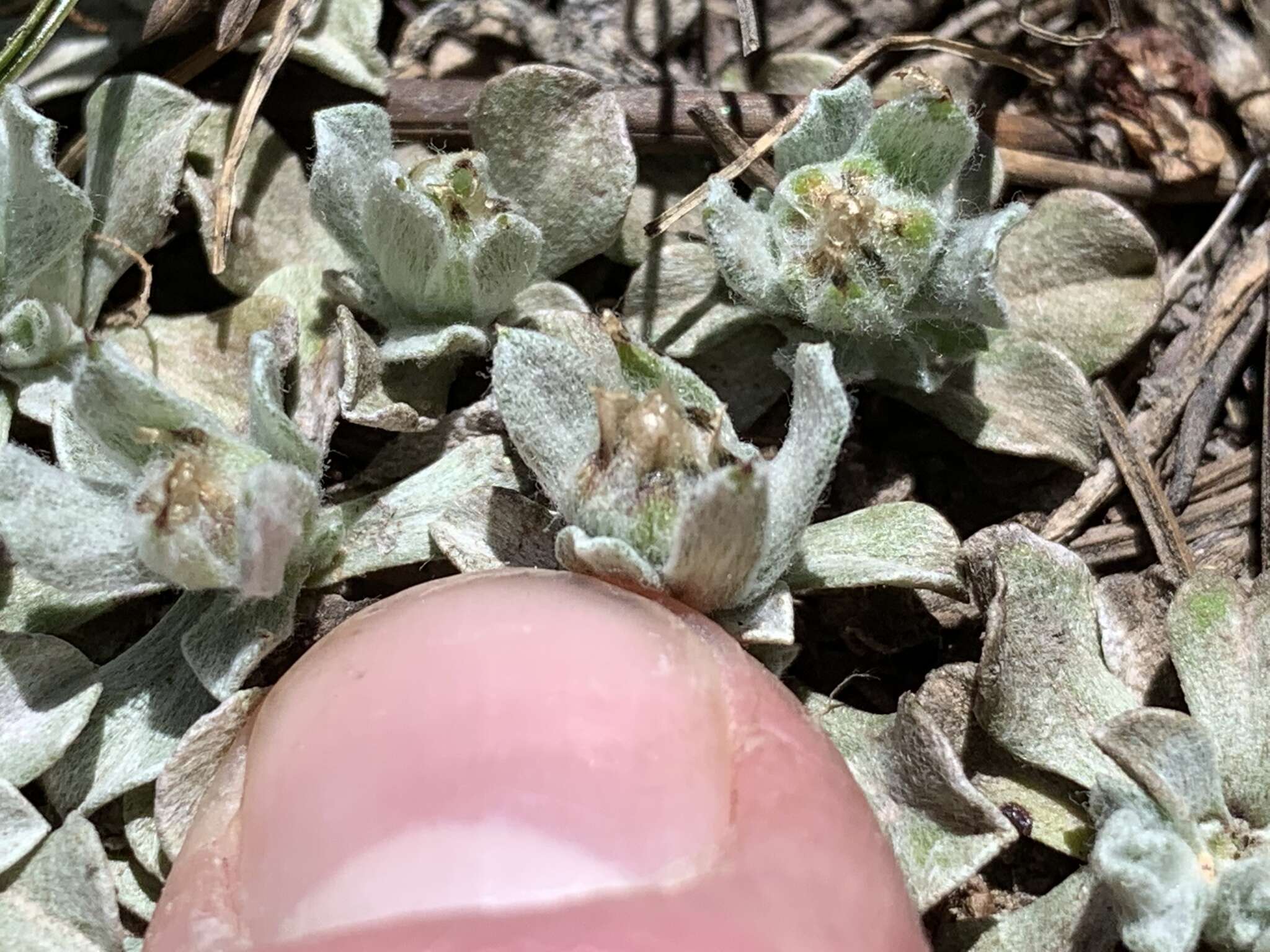 Image de Antennaria soliceps Blake