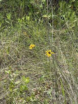 Image of blackeyed Susan