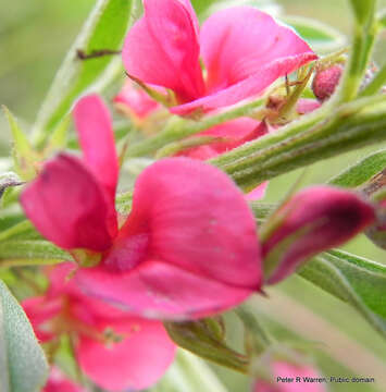 Imagem de Indigofera hilaris Eckl. & Zeyh.