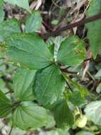 Image of Clematis japonica Thunb.