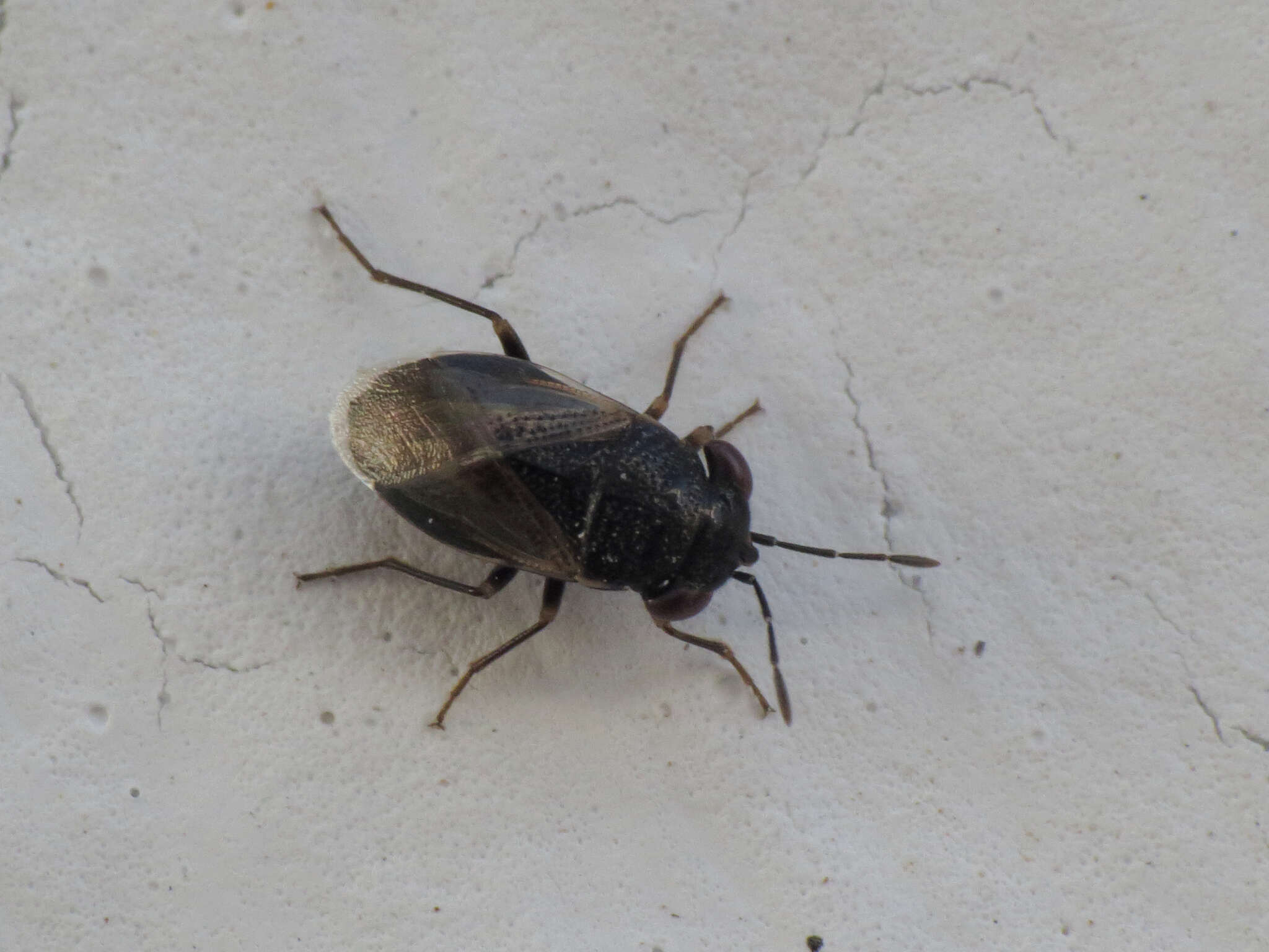 Image of <i>Geocoris pallidipennis</i>