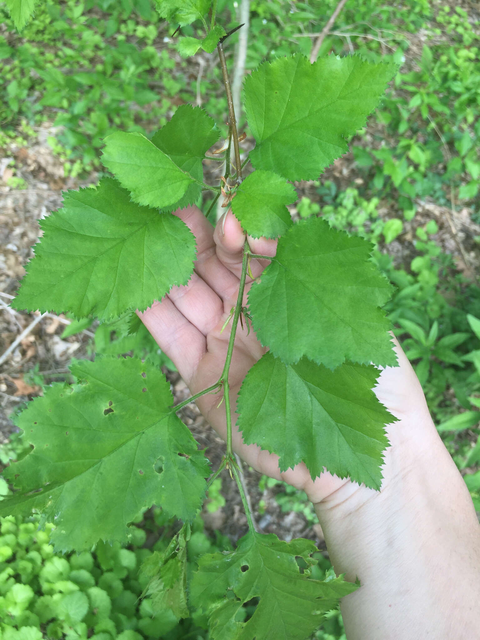 Image of Crataegus coccinea L.