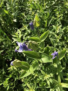 Imagem de Clematis integrifolia L.