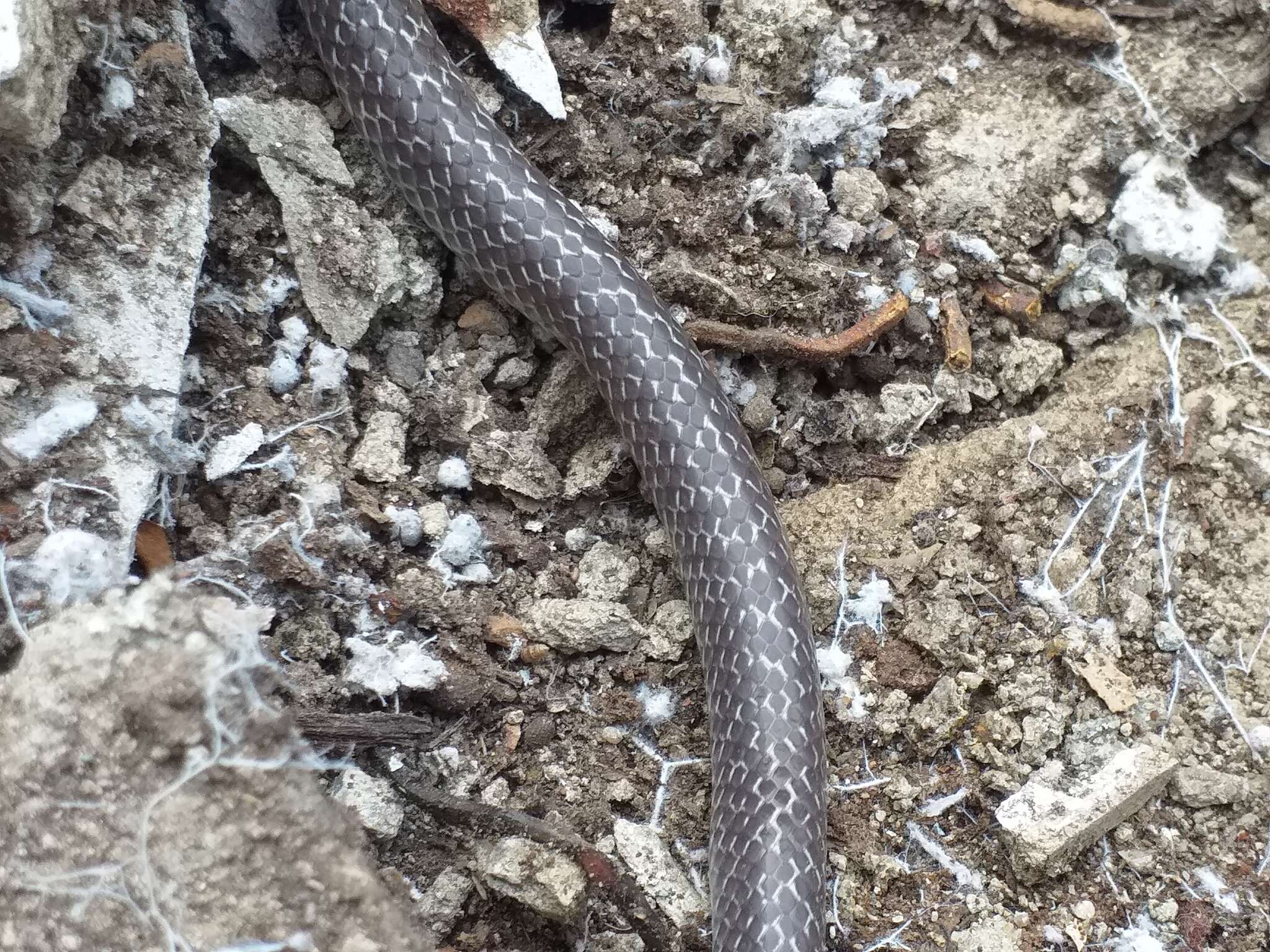 Image of Indian Wolf Snake