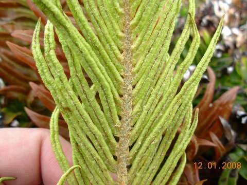 Imagem de Lomariocycas magellanica (Desv.) Gasper & A. R. Sm.