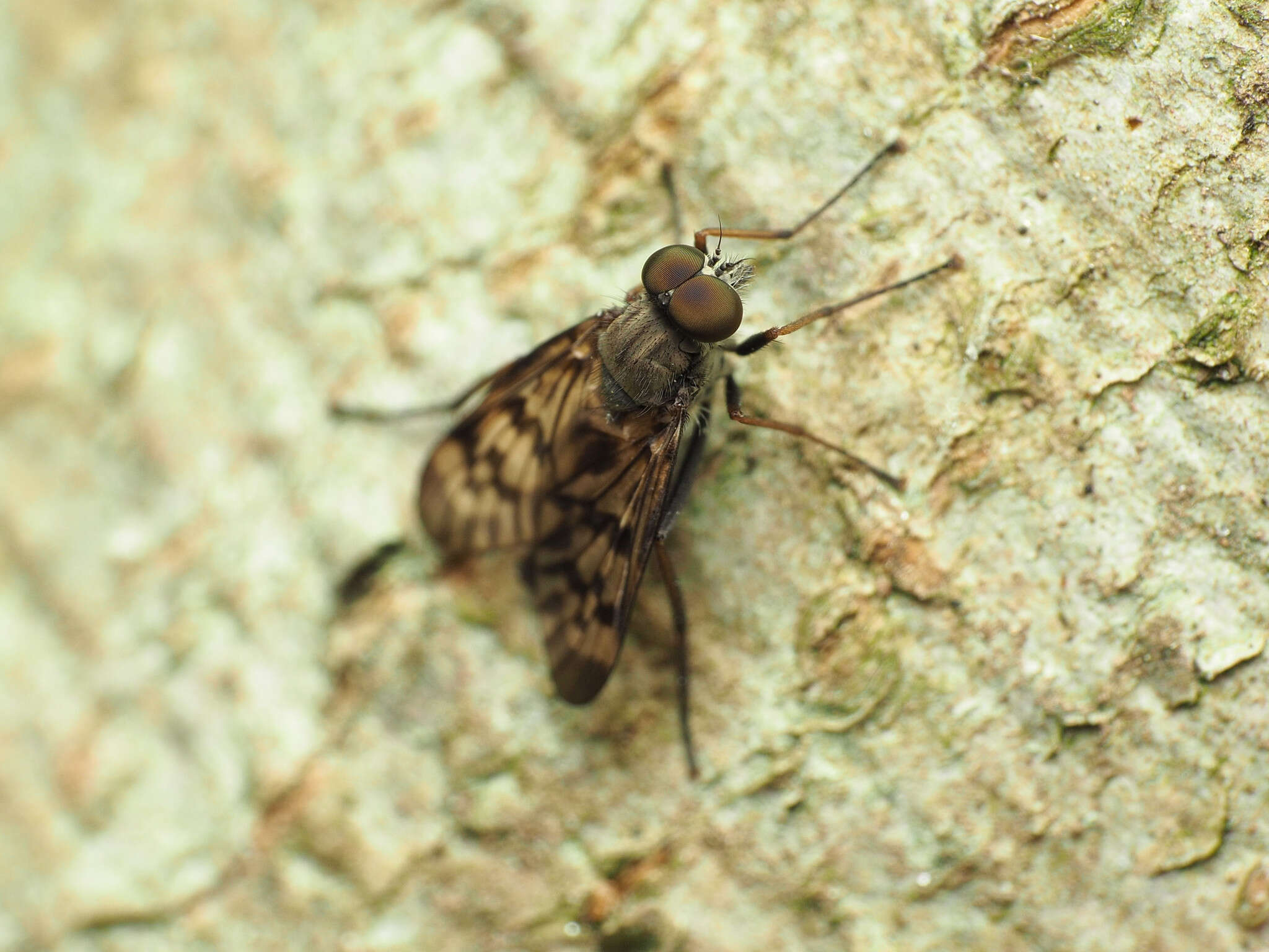 Image of Lesser Variegated Snipe Fly