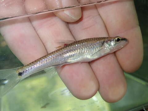 Imagem de Notropis texanus (Girard 1856)