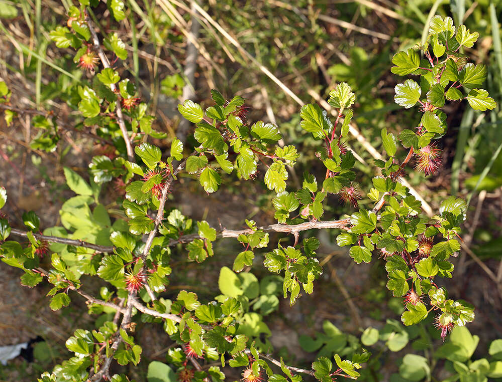 Plancia ëd Ribes cruentum Greene