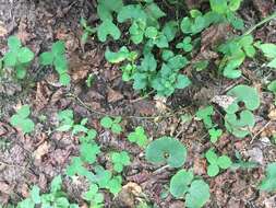 Image de Trifolium stoloniferum Muhl.