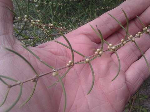 Слика од Hypocalymma angustifolium Schau.