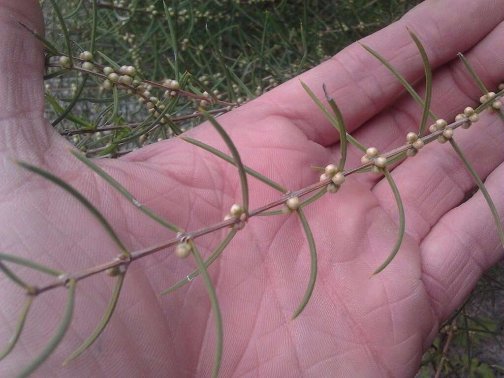 Image of Hypocalymma angustifolium Schau.