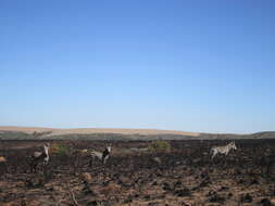 Image of Cape mountain zebra